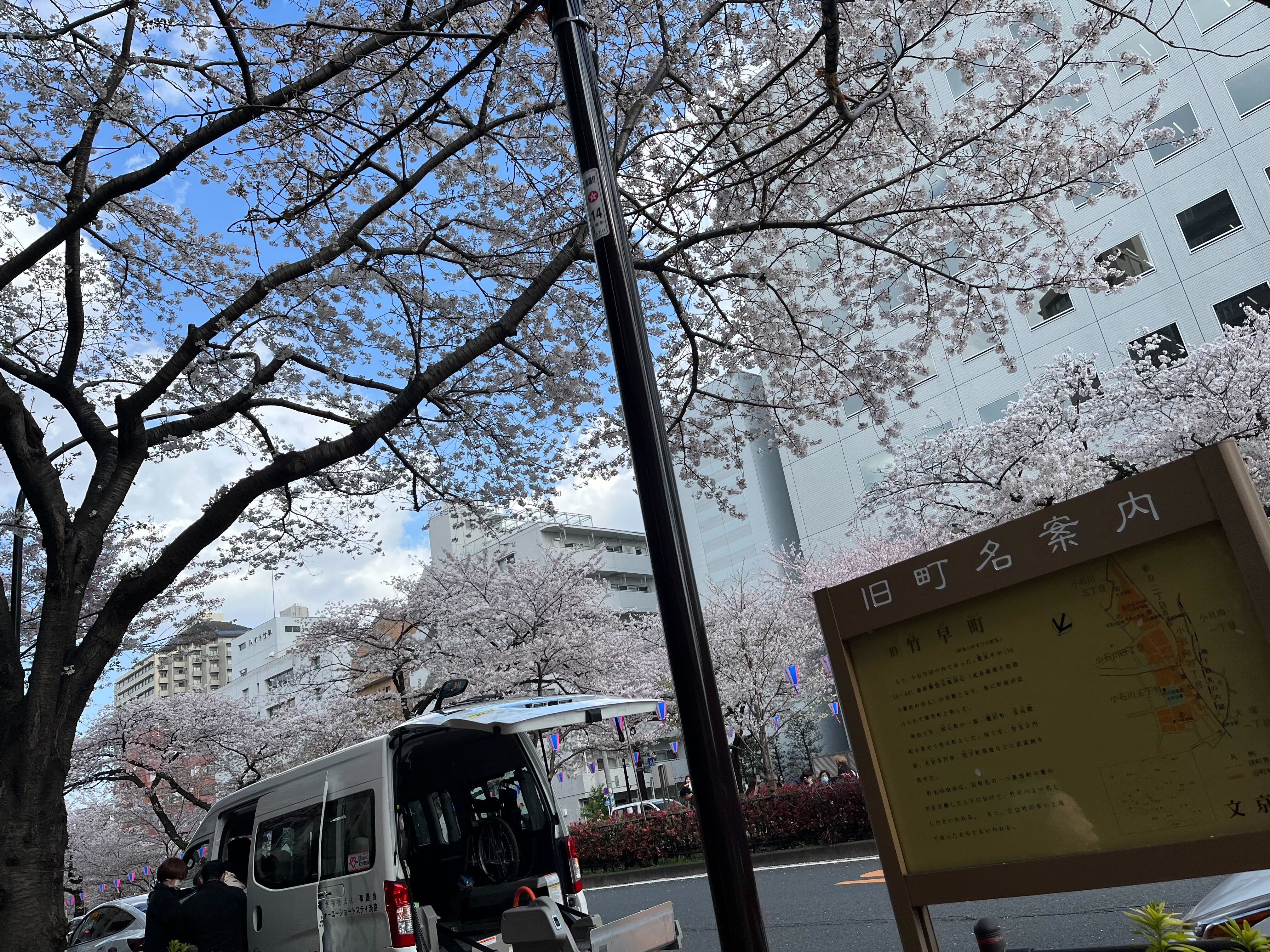 播磨坂の桜