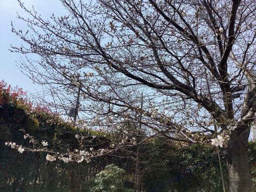 一分咲きです