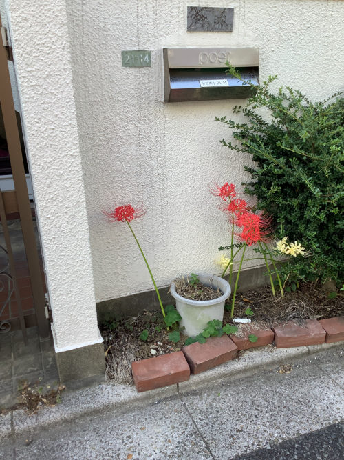 秋を探しにお散歩へ