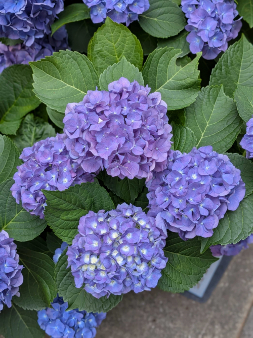 紫陽花を探しにお散歩に行きました。